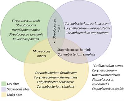 Biofilm-Innate Immune Interface: Contribution to Chronic Wound Formation